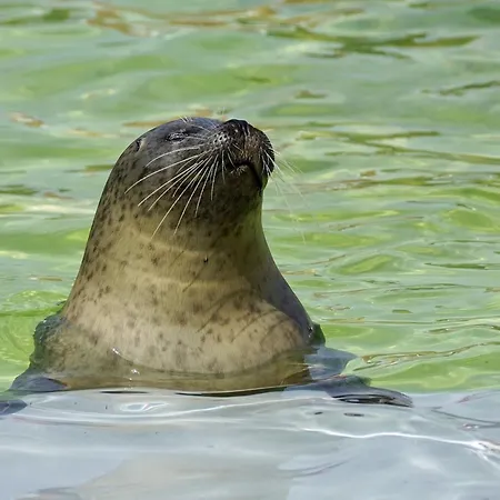 On Texel With Garden Terrace