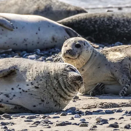 On Texel With Garden Terrace Де-Коксдорп